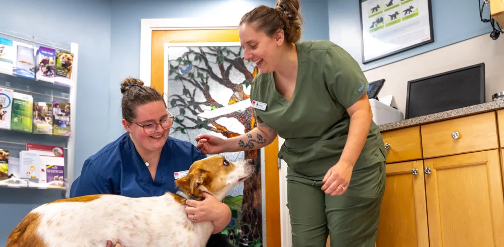 Old Lyme Veterinary Hospital